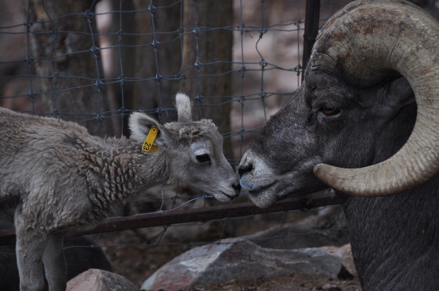 bighorn sheep